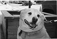 dog-2004-06-24_z