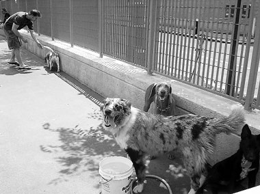 dog-2004-07-08_z