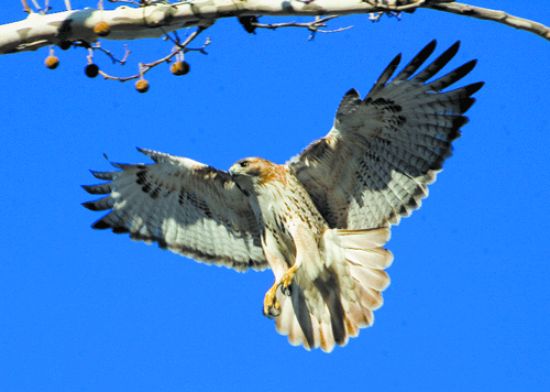 hawk-2005-02-08_z