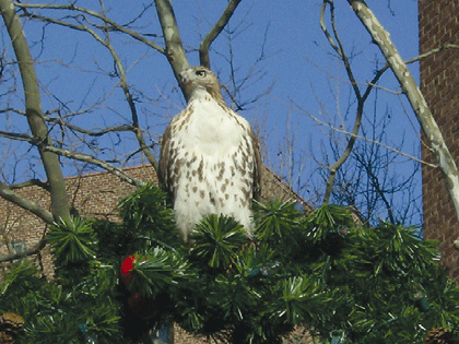 bird-2006-12-26_z