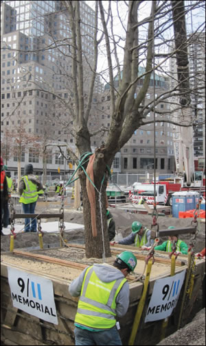 911tree-2011-01-05_z