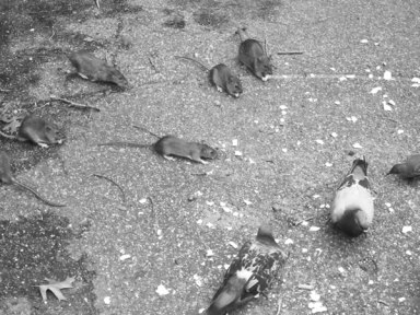 rats3-2011-09-07_z