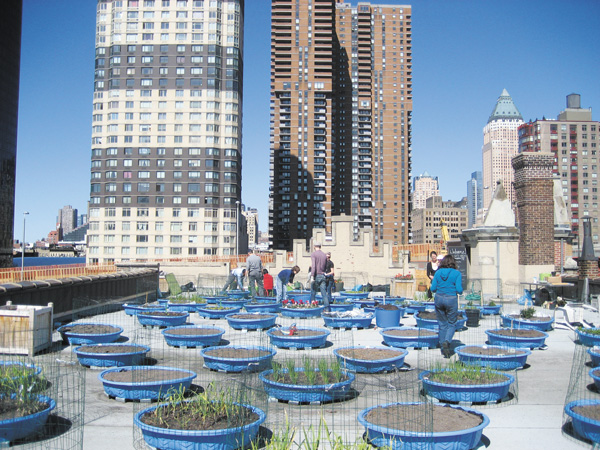 Photo by Lauren Baccus The Hell’s Kitchen Farm Project helps feed those who find it difficult to make ends meet in the increasingly expensive neighborhood.