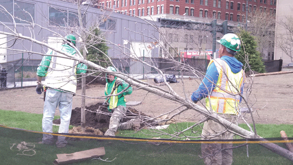 Downtown Express file photo by Josh Rogers Planting work near Tribeca’s Pier 26 in April. 