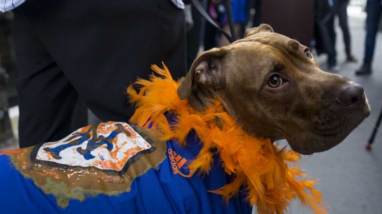 World Series: New York Mets puppy parade held in Manhattan