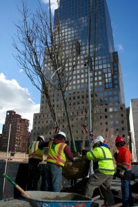 Photo by Yannic Rack Workers plant lower a tree into place in Liberty Park, with Brookfield Place in the background.