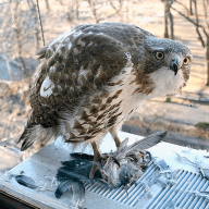 Do hawks prey on small sale dogs