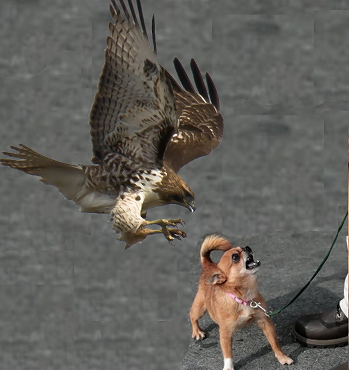 hawks and small dogs