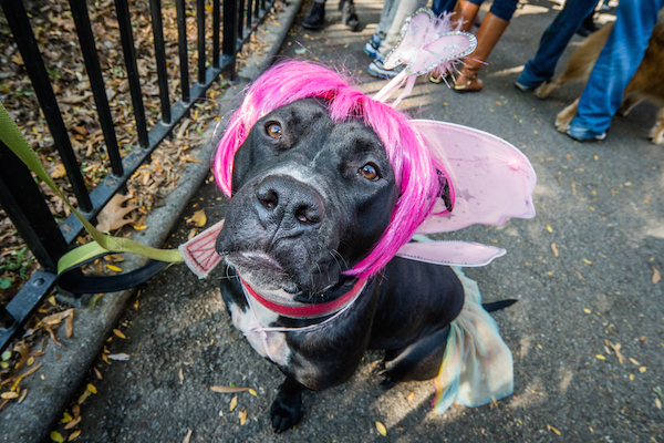 Cute pooches strut in their finest Halloween couture, at Oct. 22’s Tompkins Square Halloween Dog Parade. Photo courtesy The Villager.