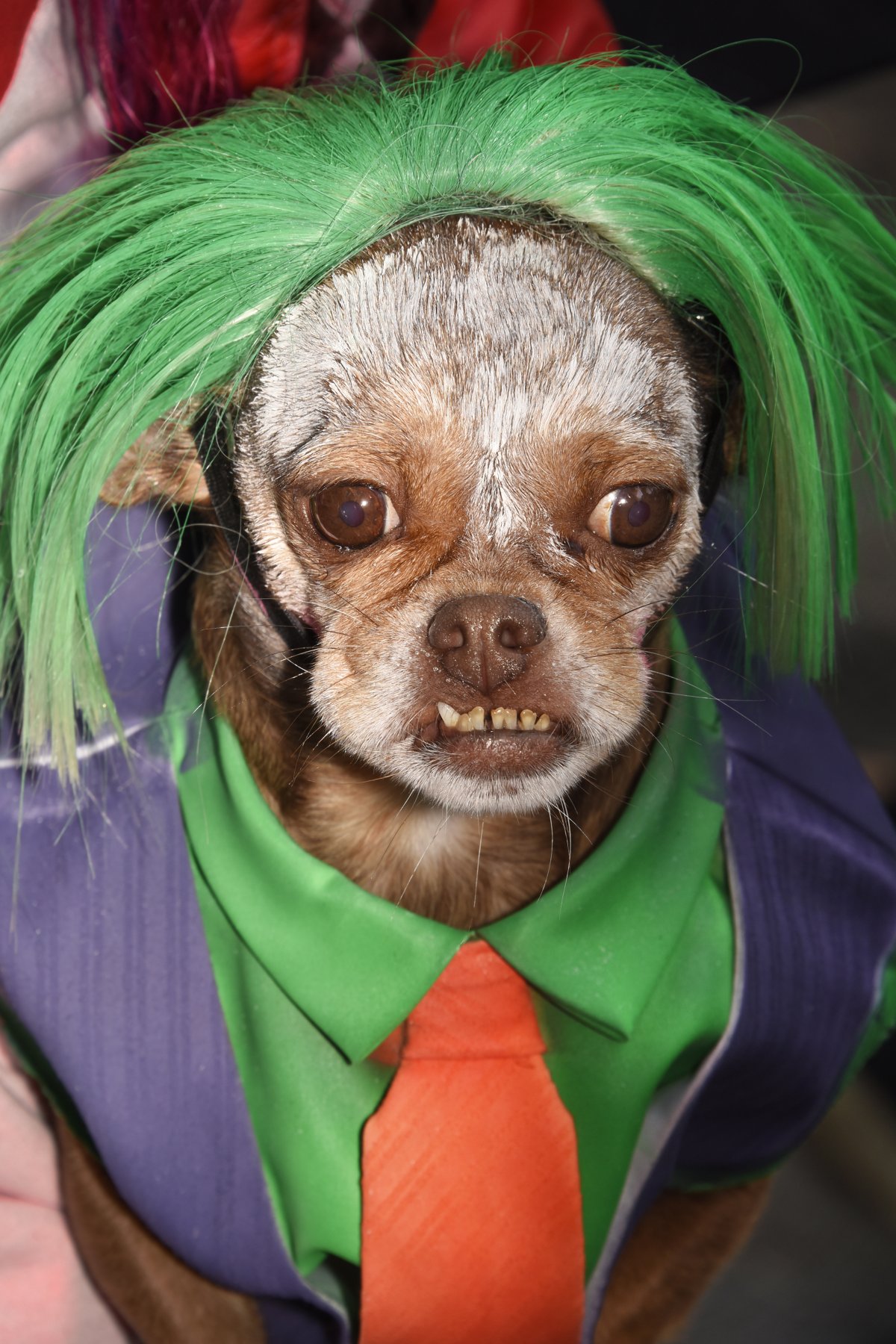 Dogs do it up for Tompkins Halloween parade | amNewYork