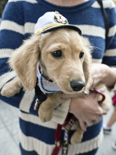 Photo by Milo Hess Lincoln, a 15-week-old Daschund, came to the Seaport ready to set sail on Sunday.