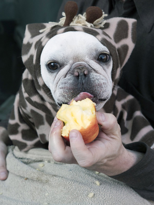 Photo by Milo Hess Oatmeal the French Bulldog may be a bit short to pull off this giraffe costume.