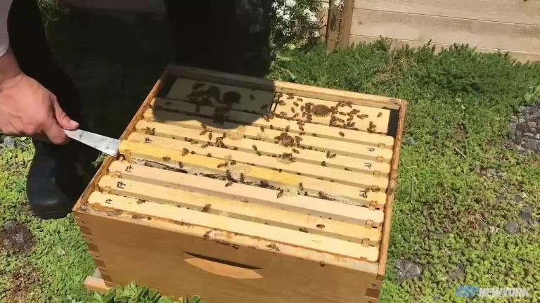 The Stinger taps rooftop beehives for its honey-drizzled cocktails ...