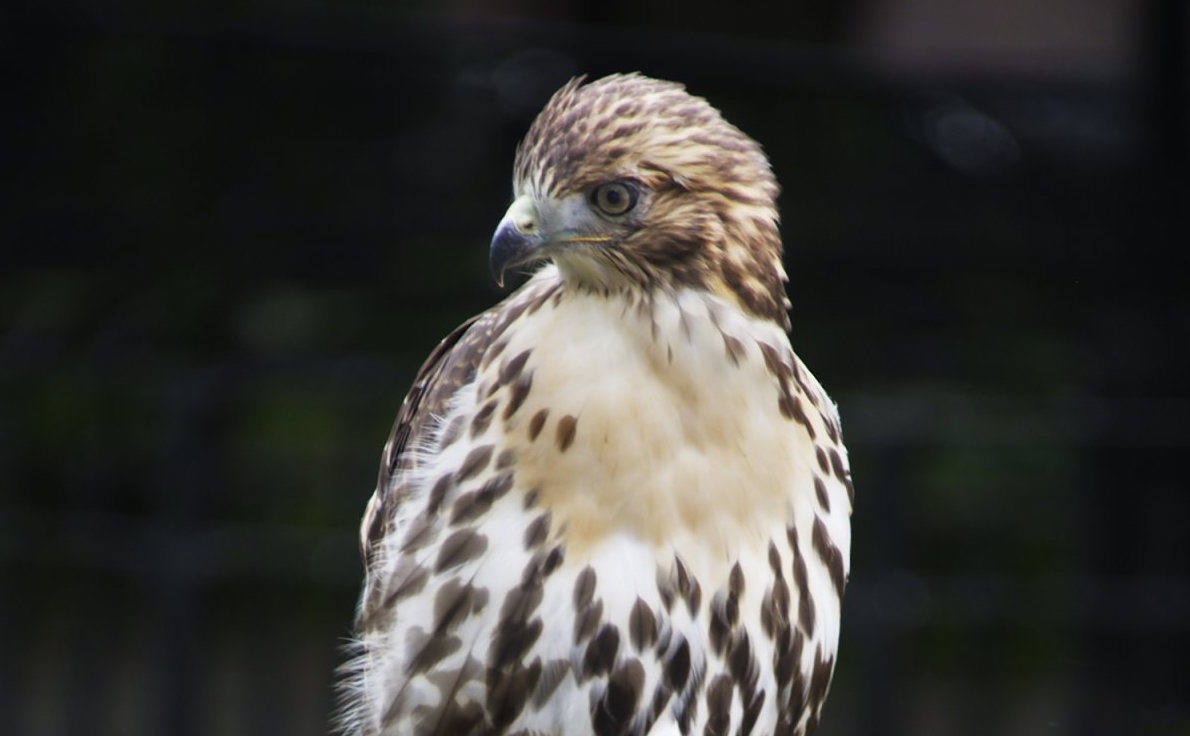 Photogs Flock To Tompkins For Red-tail Hawks 