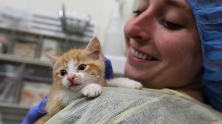 Aspca Kitten Nursery Takes Care Of Tiny Four Legged Patients Amnewyork