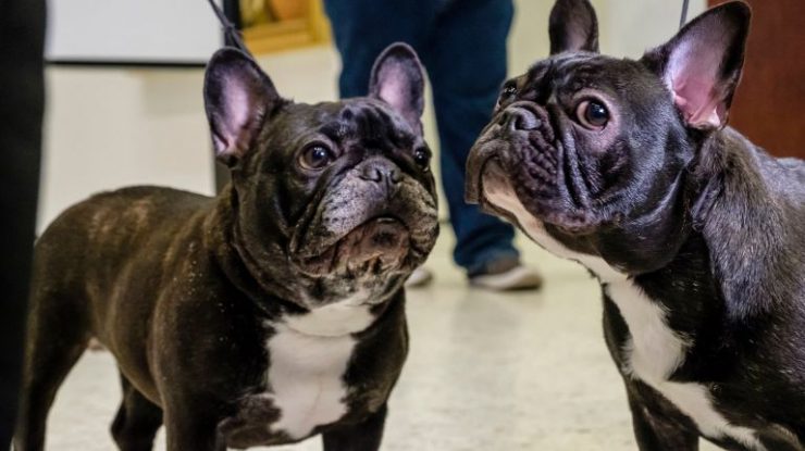 French bulldog is New York City’s most popular breed again, says AKC ...
