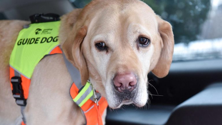 Guide dogs to lead blind runner in Sunday’s NYC Half Marathon | amNewYork