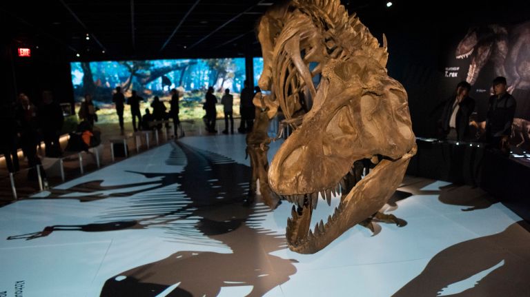 American Museum of Natural History celebrates 150th anniversary with 40 ...