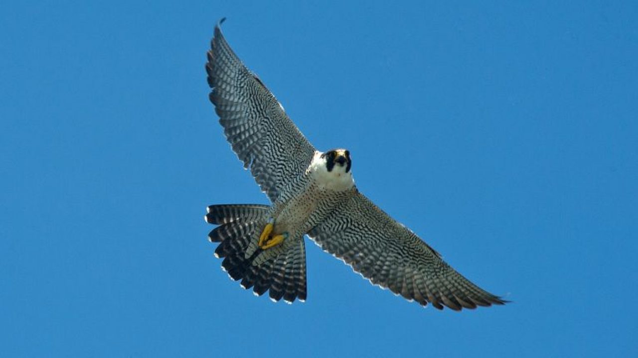 Where Do Peregrine Falcons Live In New York City Nycurious