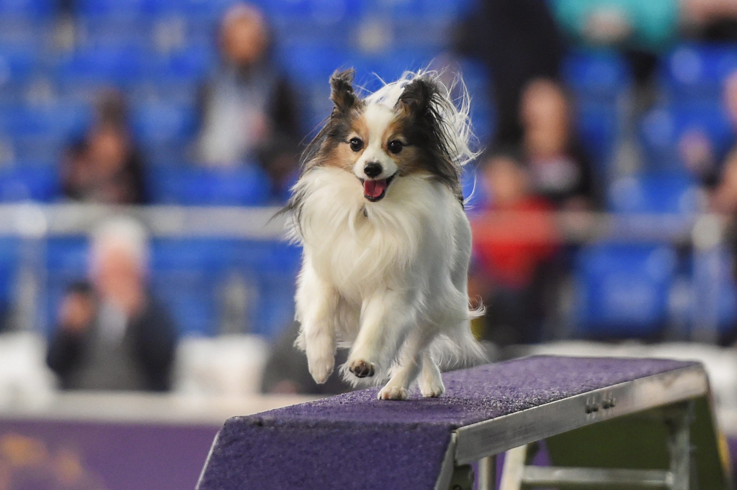Judging heats up on second day of New York's Westminster Dog Show