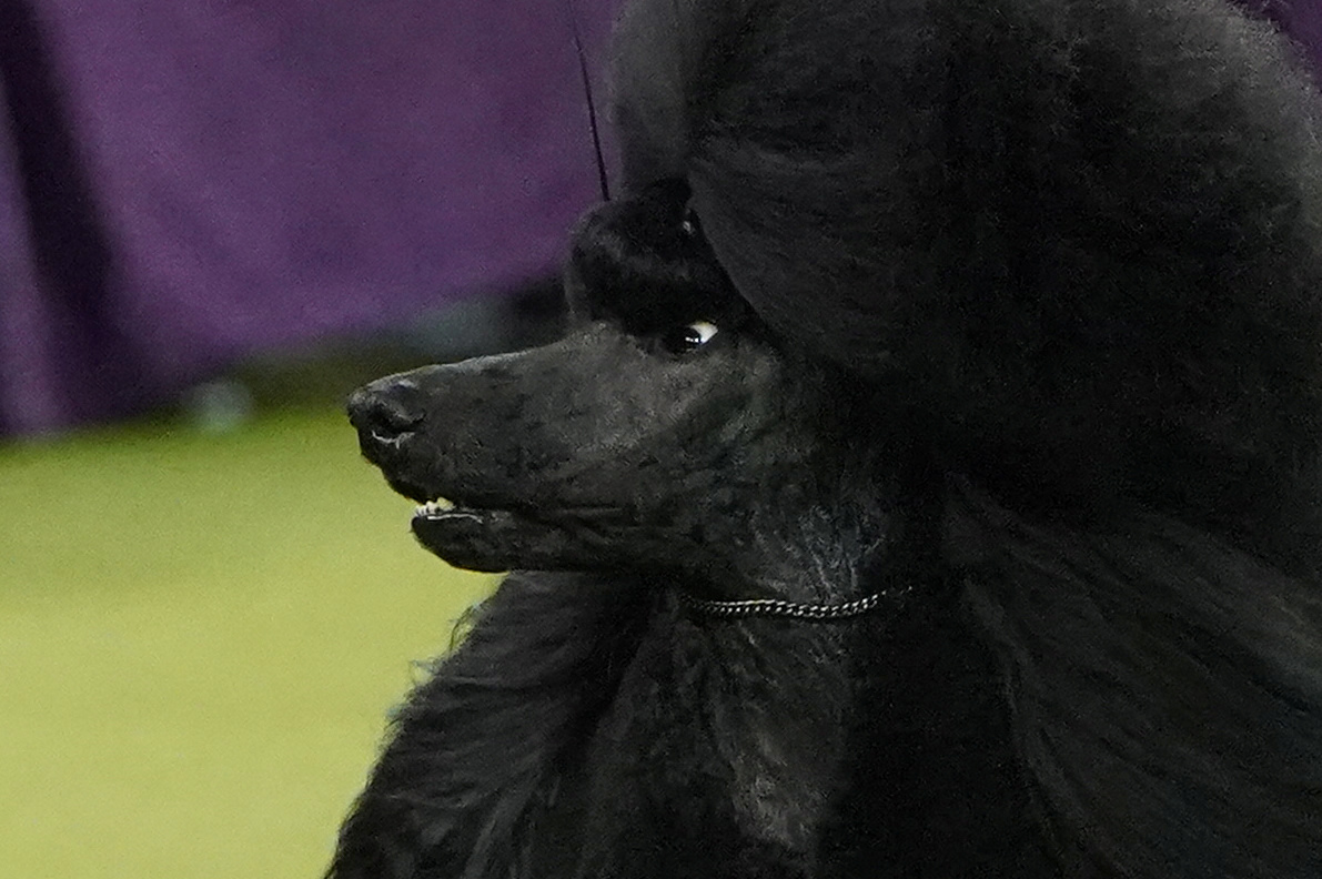 standard poodle westminster dog show