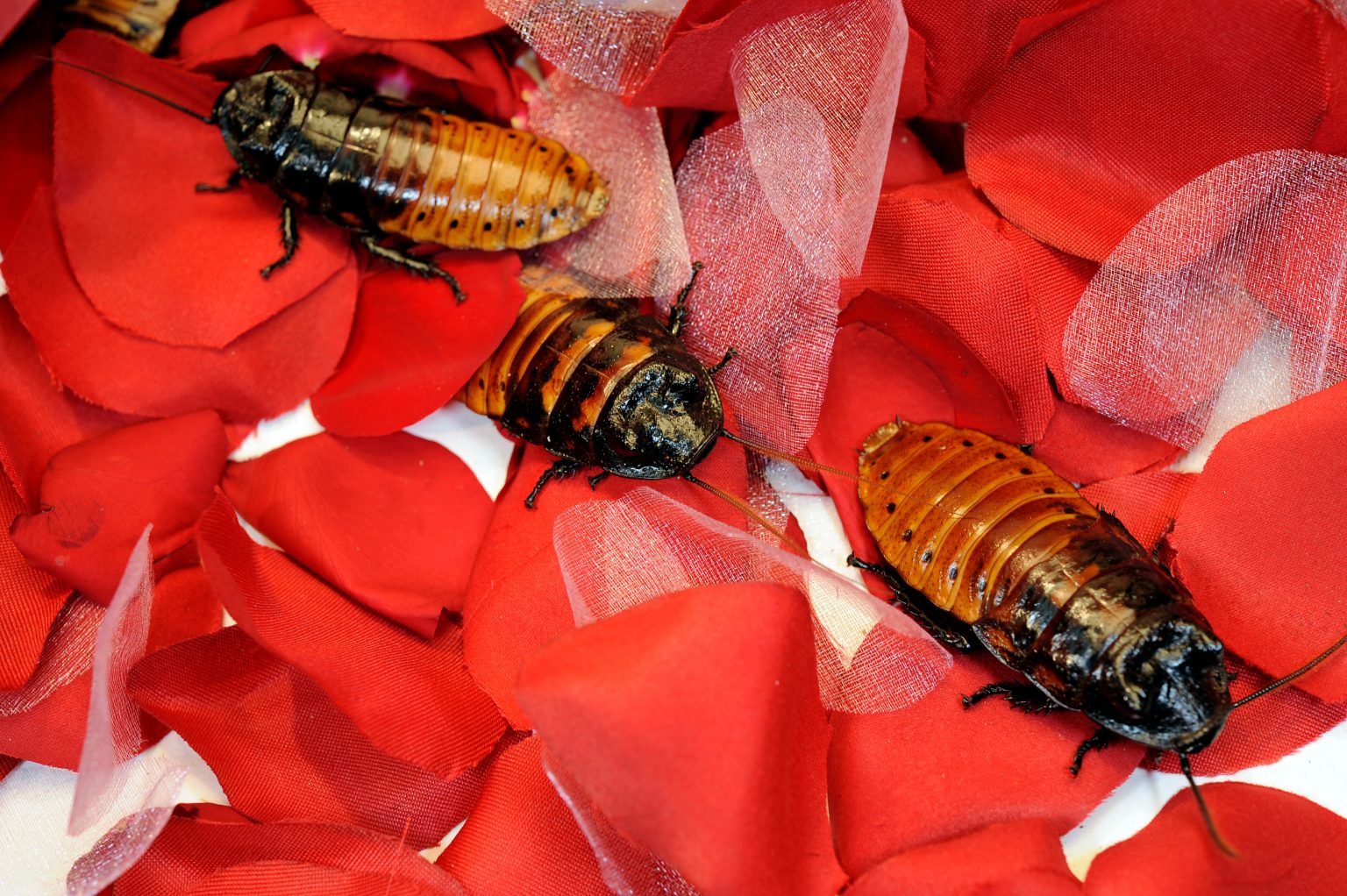 bronx zoo roach valentines day