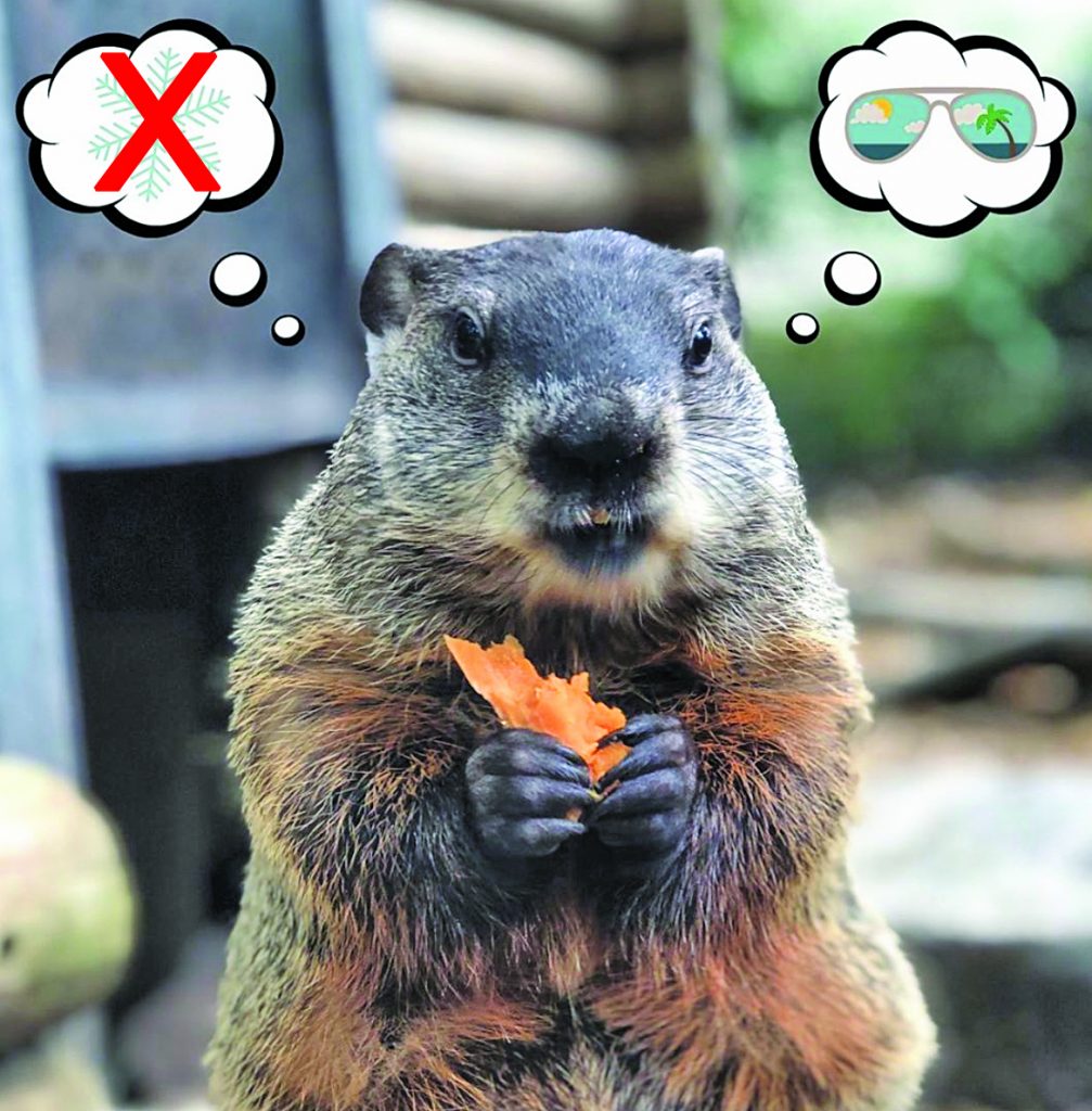 M&M'S on X: It's ok, groundhog. Orange gets scared of his shadow