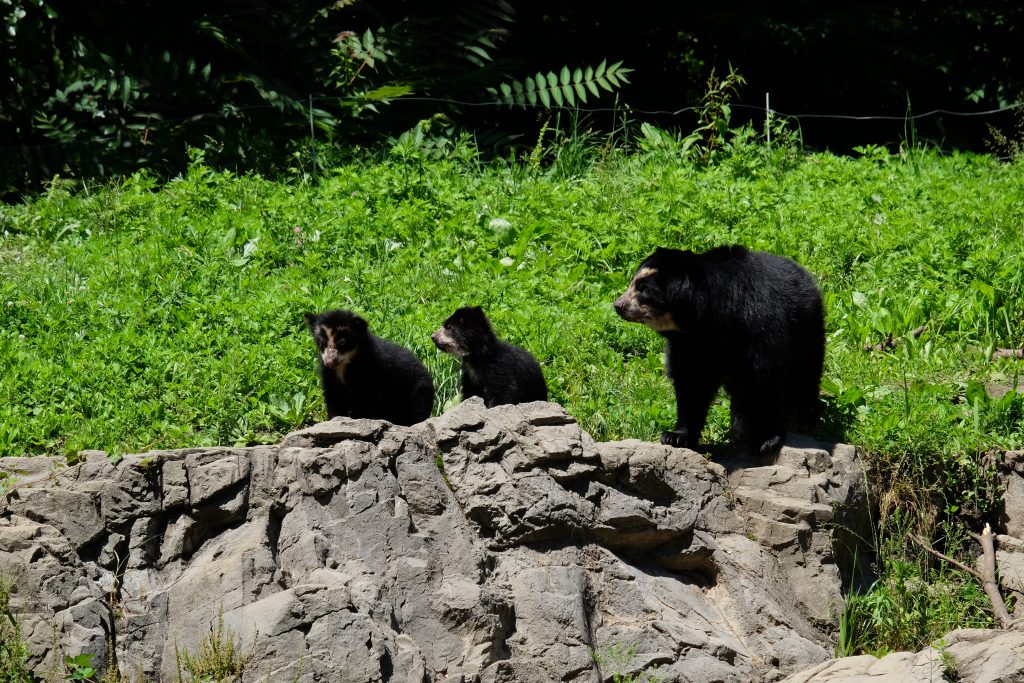 Sun bear  San Diego Zoo Wildlife Explorers