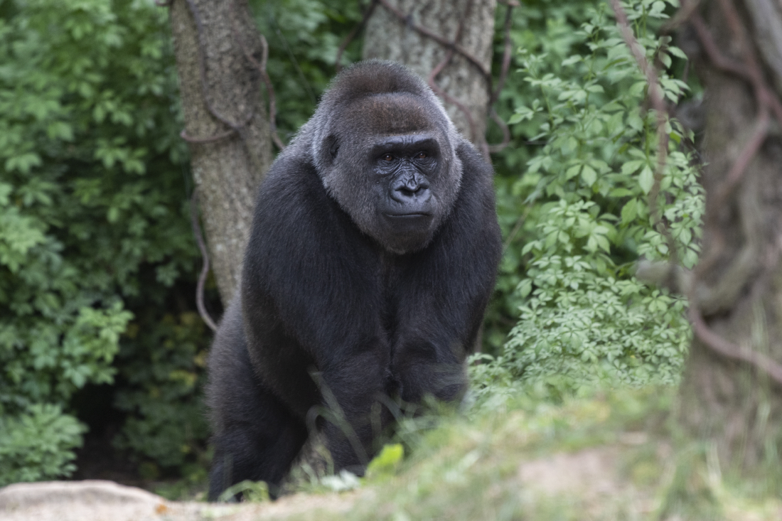 Julie Larsen Maher_5590_Western Lowland Gorillas_CON_BZ_06 25 20 (1)