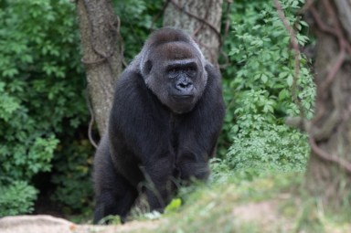 Julie Larsen Maher_5590_Western Lowland Gorillas_CON_BZ_06 25 20 (1)