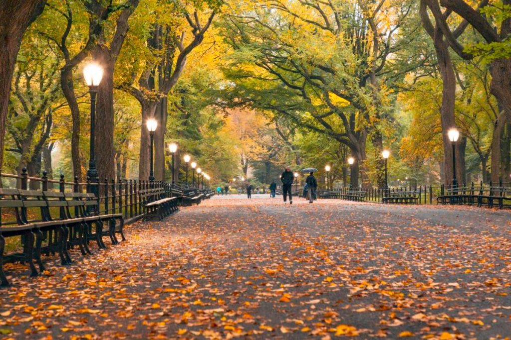 Here are a few places in New York City where you can go leaf peeping