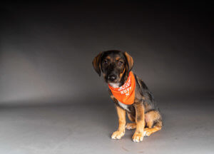 Adoptable New York City pups to go paw to paw in Puppy Bowl XVII