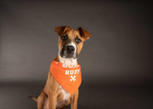 Adoptable New York City pups to go paw to paw in Puppy Bowl XVII