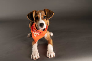 Adoptable New York City pups to go paw to paw in Puppy Bowl XVII