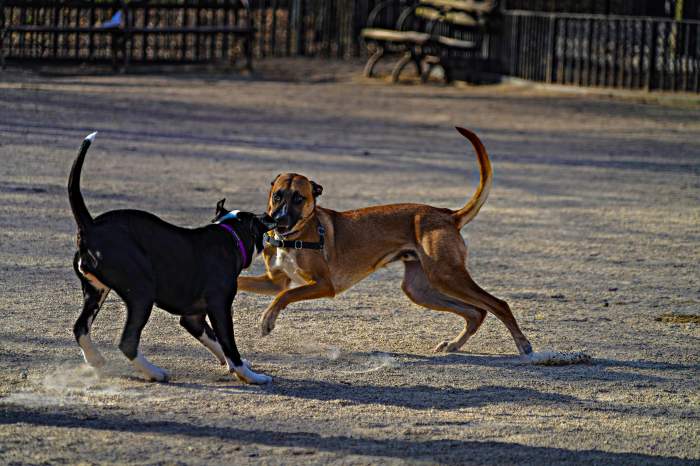 Dogs in NYC in danger or exposure to marijuana