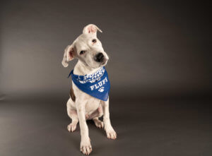 Adoptable New York City pups to go paw to paw in Puppy Bowl XVII