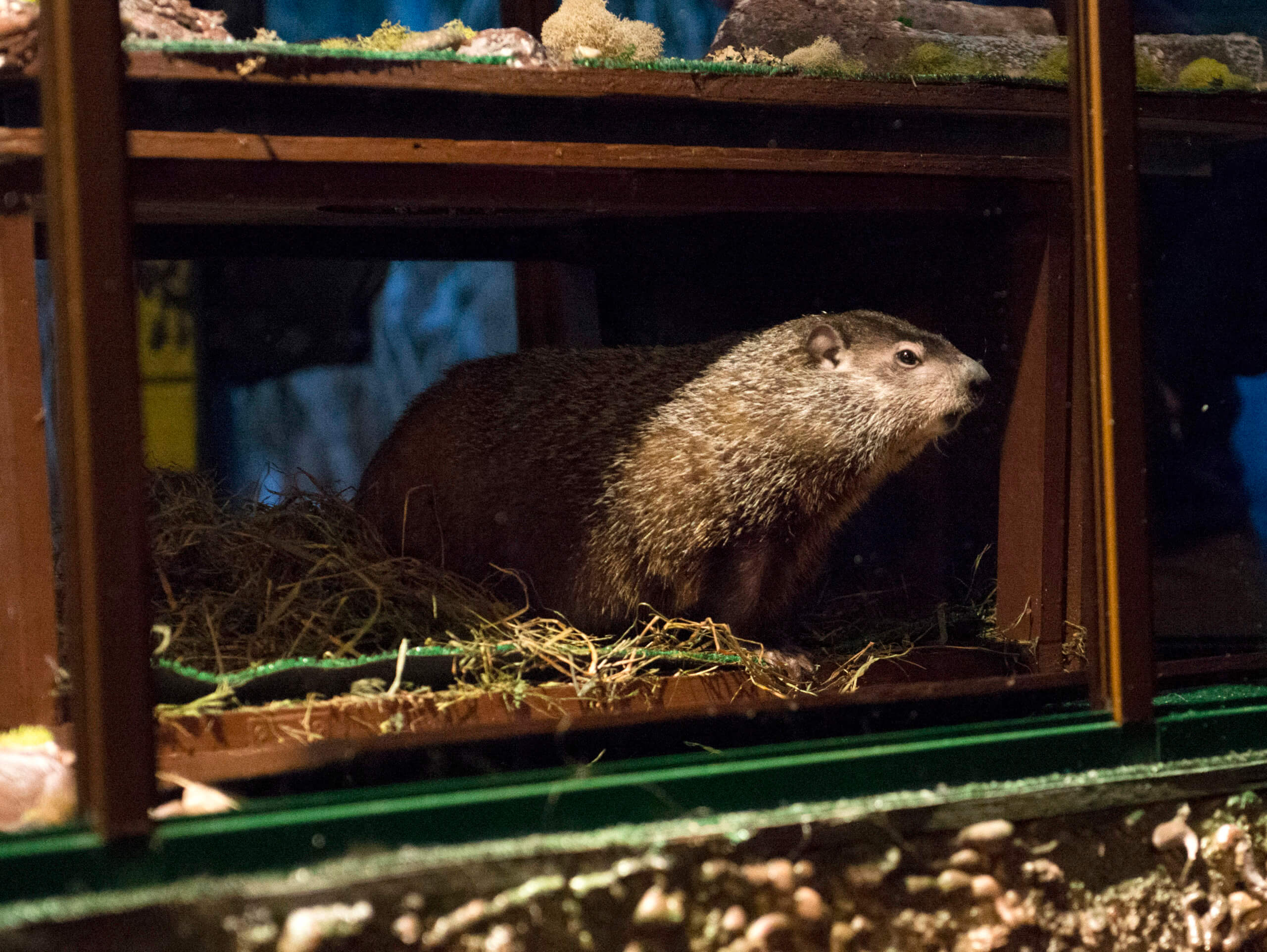 Snow won’t stop Staten Island Chuck from making his famous Groundhog