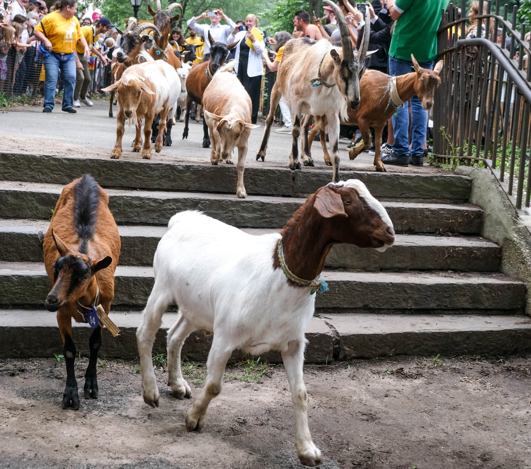 They're baaaack Goats return to Riverside Park amNewYork