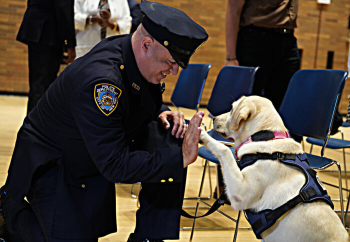 Dog squad: A pair of furry NYPD detectives graduate at One Police Plaza ...