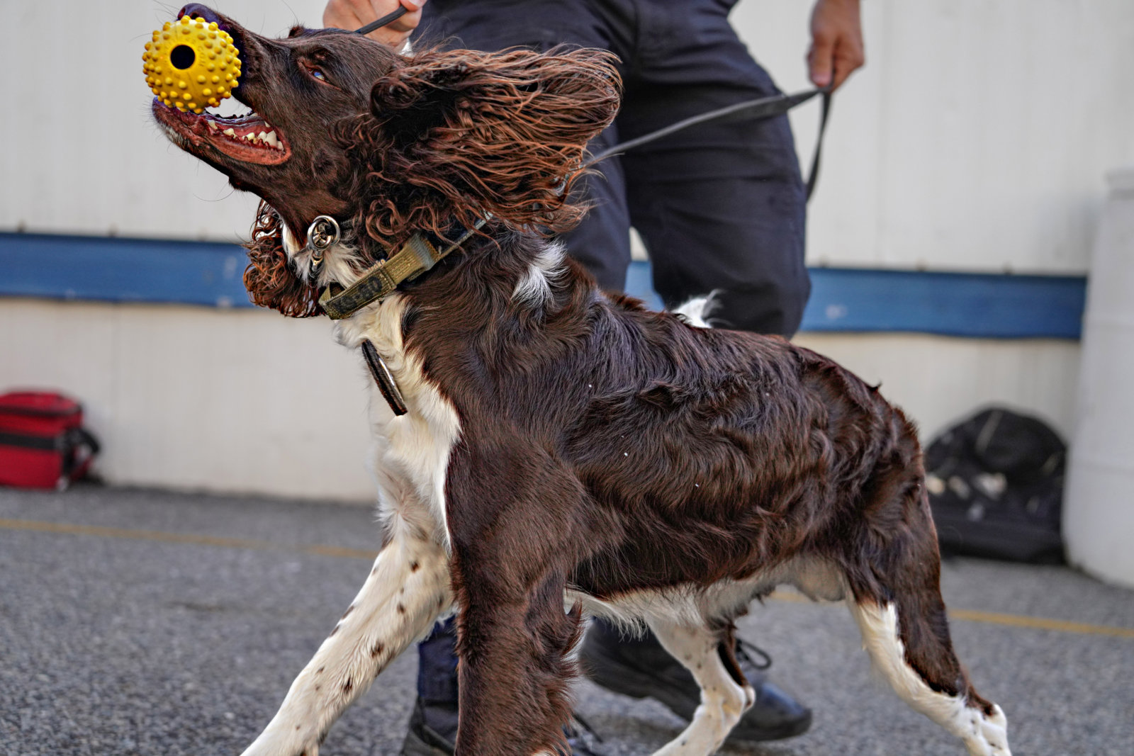 EXCLUSIVE: NYPD’s Newest Canine Members Specially Bred To Sniff Out ...