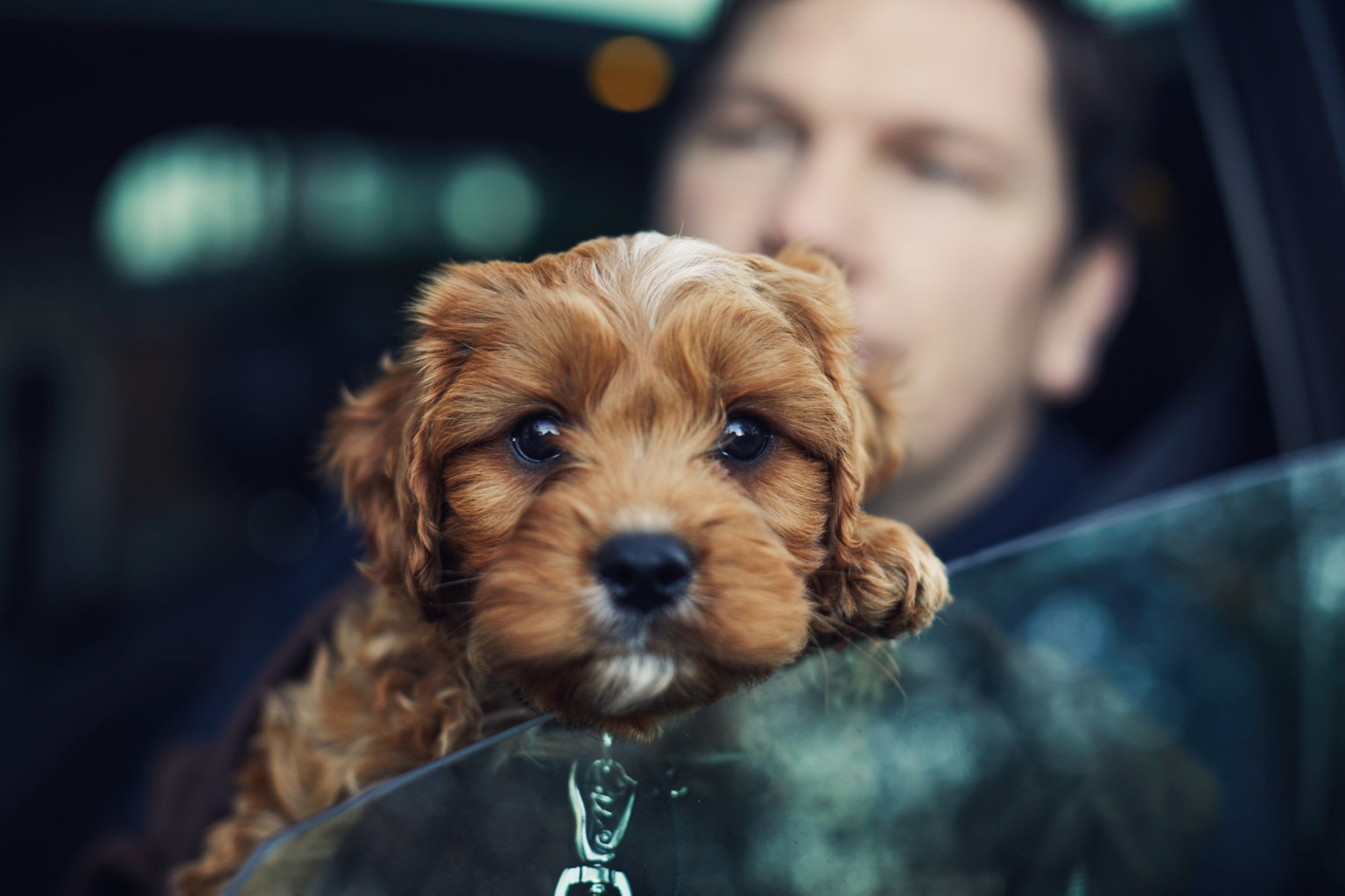 new-york-places-fourth-in-states-with-highest-number-of-puppy-sale