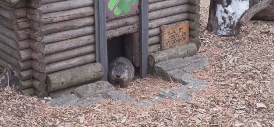 Staten Island Chuck predicts an early spring in live, virtual Groundhog