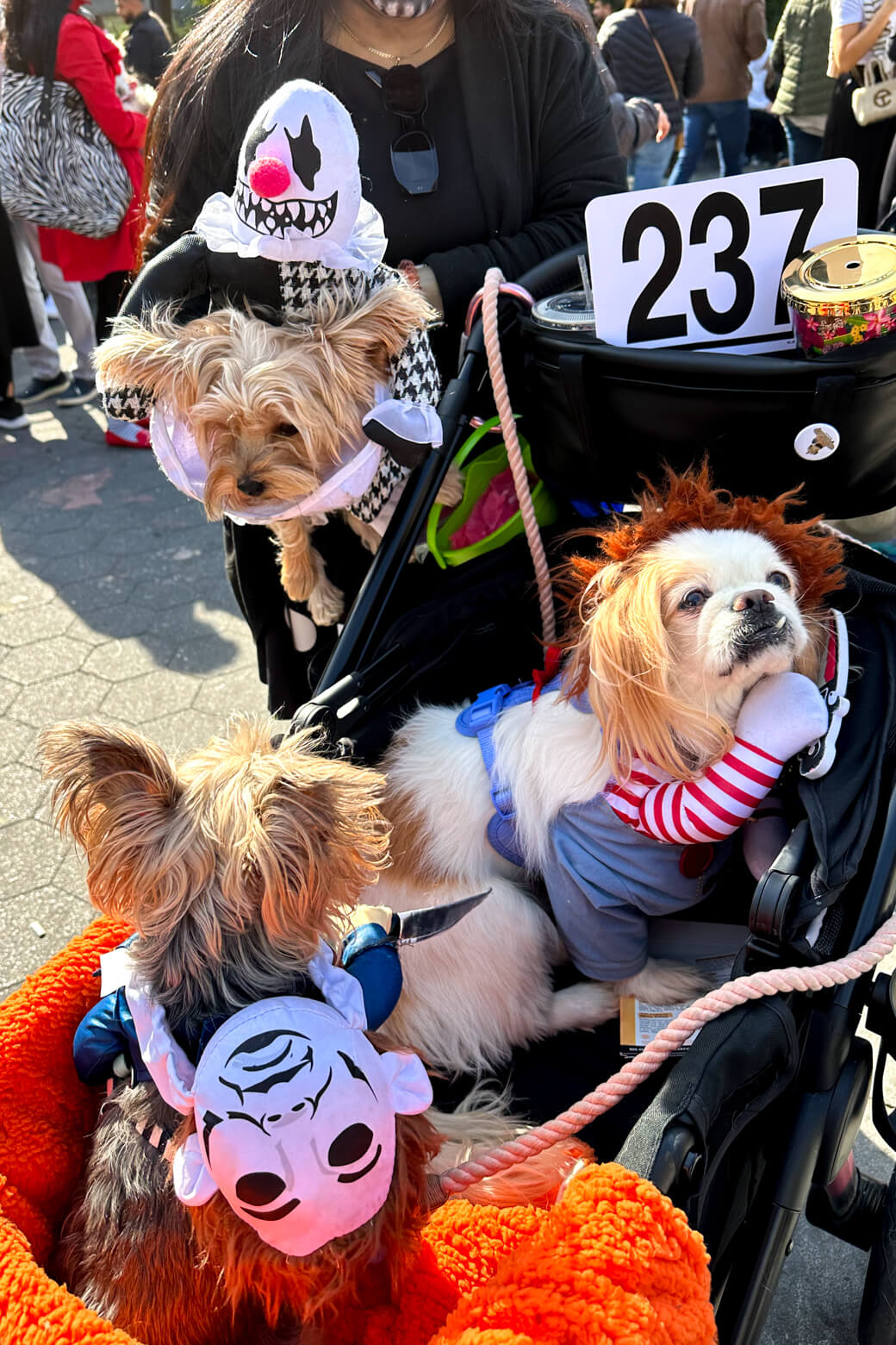 The Most Perfect Dog Halloween Costumes - CBS Los Angeles