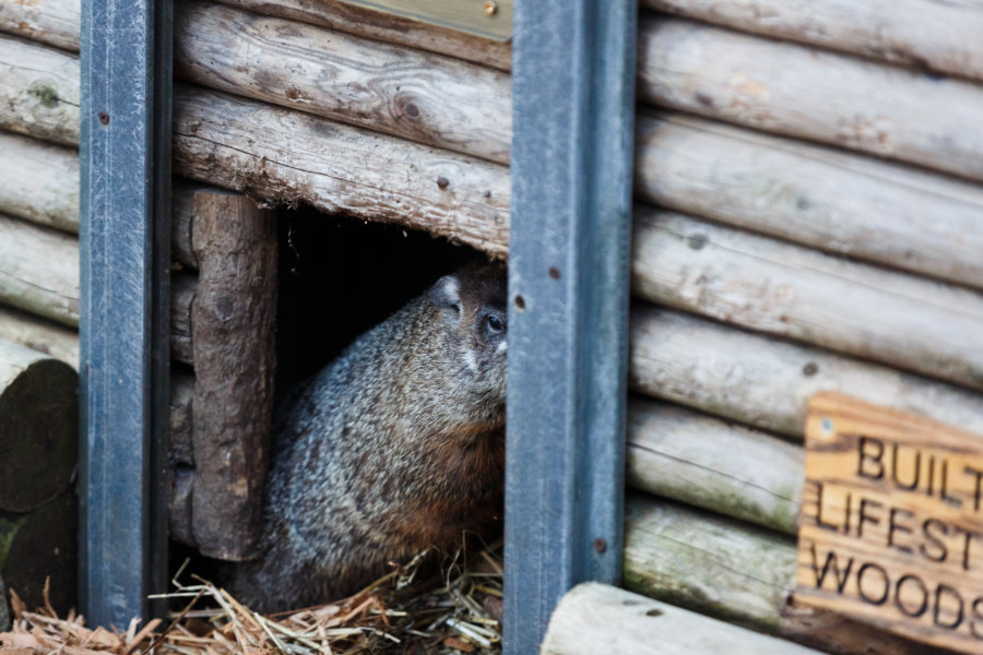 Staten Island Chuck predicts an early spring | amNewYork