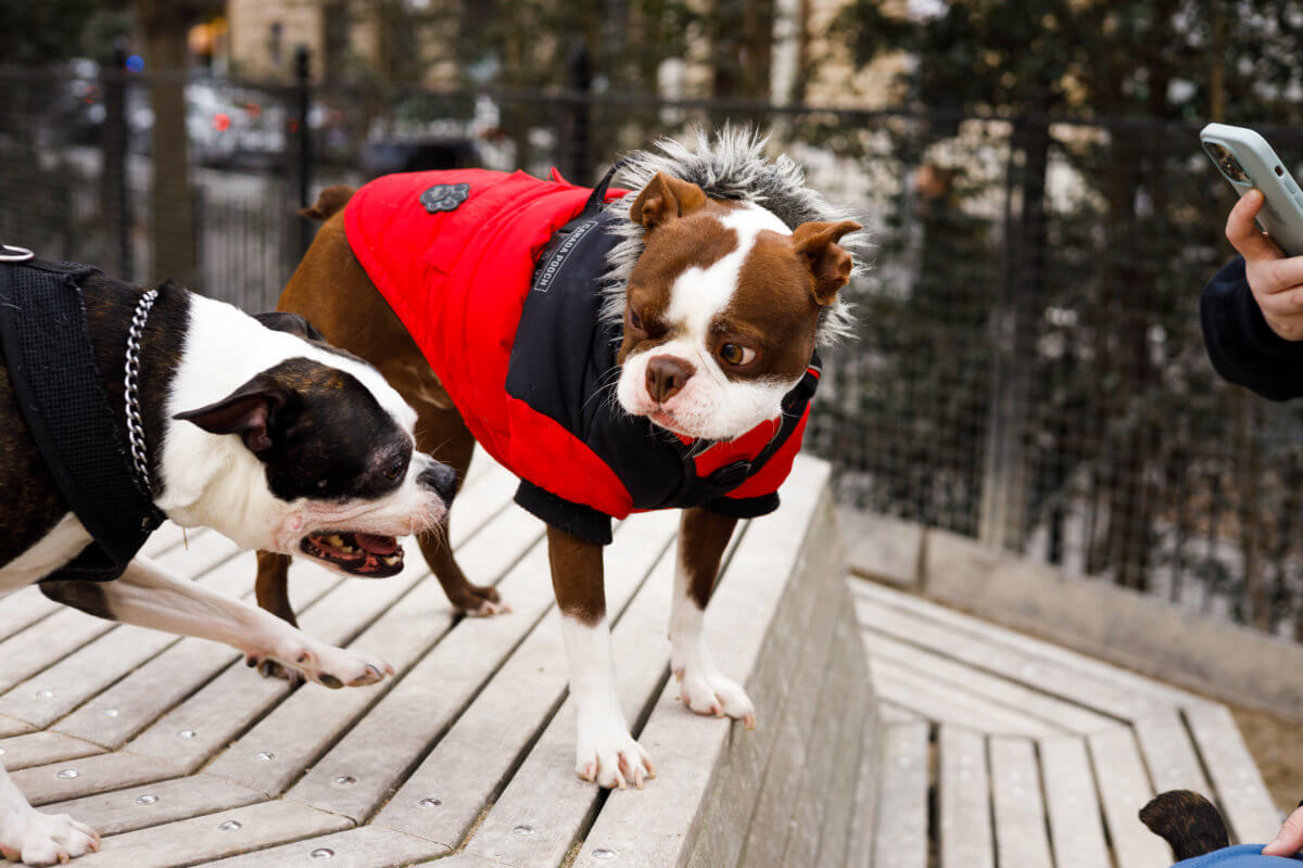 Who let the dogs out? National Boston Terrier Day brings flood of