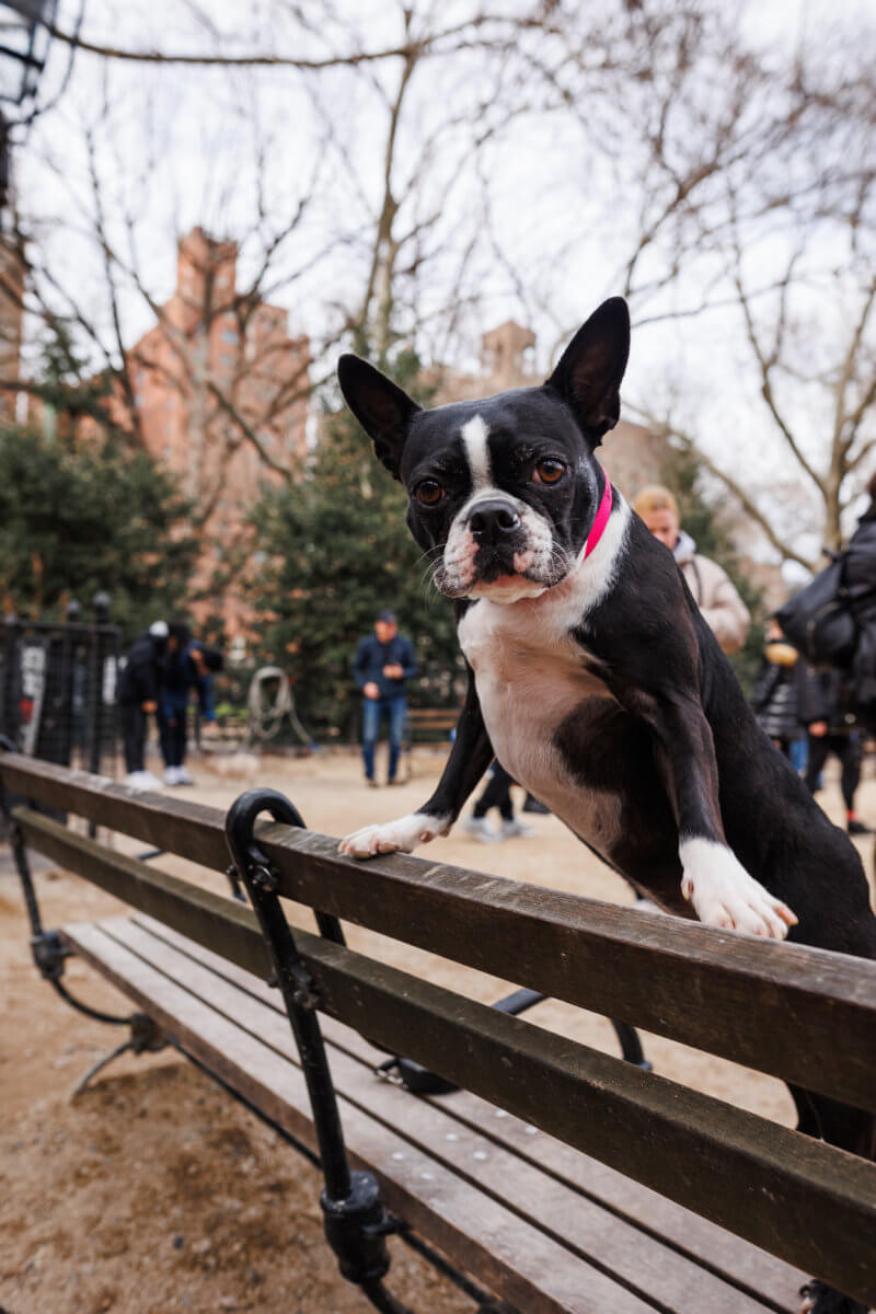 Who let the dogs out? National Boston Terrier Day brings flood of