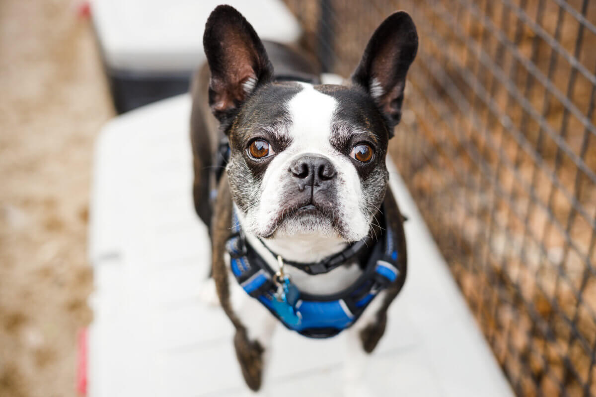 Who let the dogs out? National Boston Terrier Day brings flood of