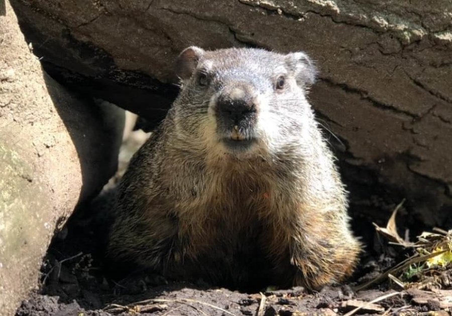 ‘Well, it’s Groundhog Day… again’ Will Staten Island Chuck predict an