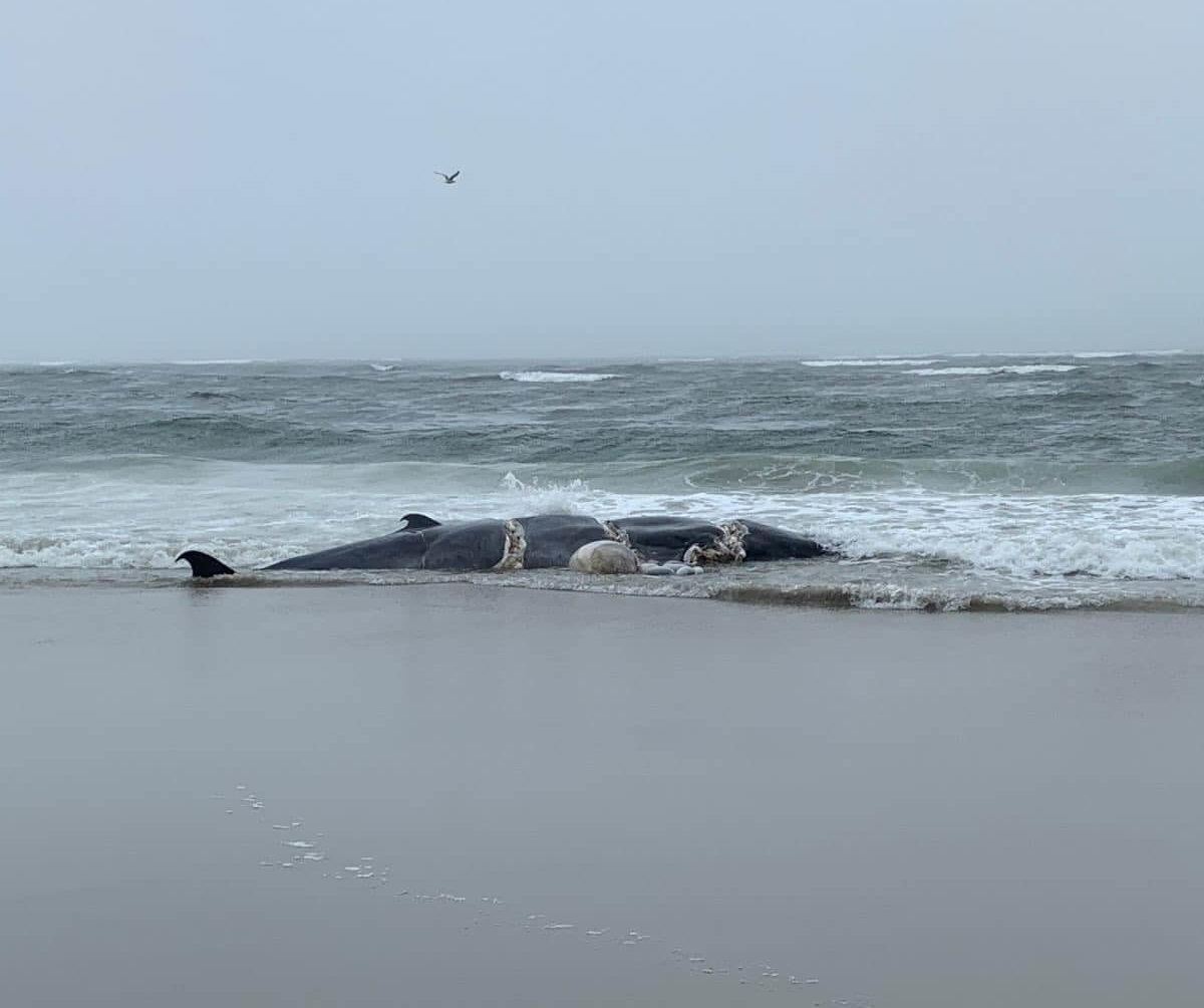 Another one: Body of deceased whale washes ashore at Far Rockaway beach ...