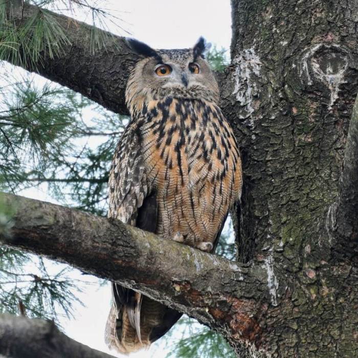 Flaco has mostly stuck to the tall trees near the zoo in the park's southern end.Courtesy